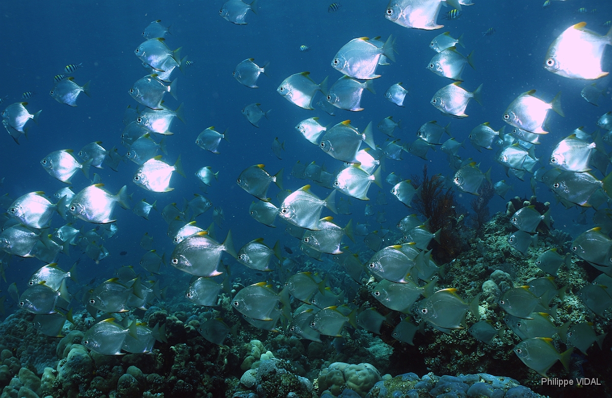 Bali 2016 - Silver mono - Lune d'argent - Monodactylus argenteus - IMG_5893_rc.jpg